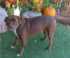Labrador Retriever-Unknown Mix Dogs for adoption in Oklahoma City, OK, USA