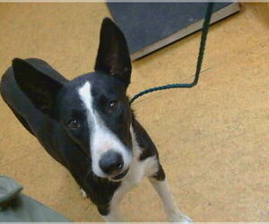 Border Collie Dogs for adoption in Sacramento, CA, USA