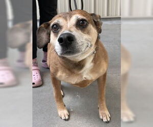 Beagle Dogs for adoption in Salinas, CA, USA