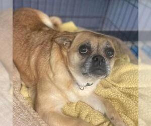Pug Dogs for adoption in Roanoke, VA, USA
