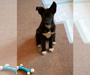 Borador Dogs for adoption in Redmond, WA, USA
