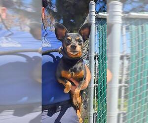 Medium Photo #1 Miniature Pinscher Puppy For Sale in Downey, CA, USA