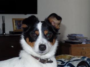 Jack Russell Terrier Dogs for adoption in St. George, UT, USA