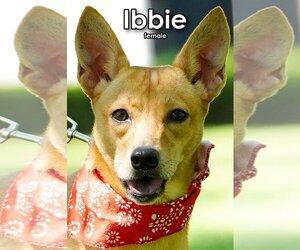 Mutt Dogs for adoption in Seattle, WA, USA