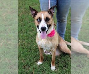 Collie-German Shepherd Dog Mix Dogs for adoption in Arlington, TX, USA