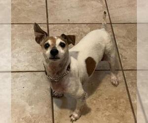Jack Russell Terrier Dogs for adoption in Boerne, TX, USA