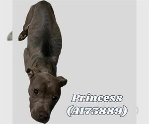 American Pit Bull Terrier Dogs for adoption in Tulsa, OK, USA