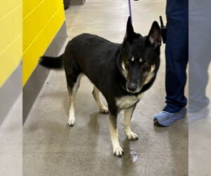 German Shepherd Dog Dogs for adoption in Forestville, MD, USA