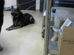 German Shepherd Dog Dogs for adoption in Fayetteville, NC, USA