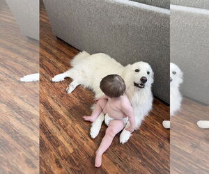 Great Pyrenees Dogs for adoption in Houston, TX, USA