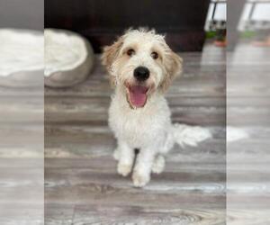 Goldendoodle Dogs for adoption in Mankato, MN, USA