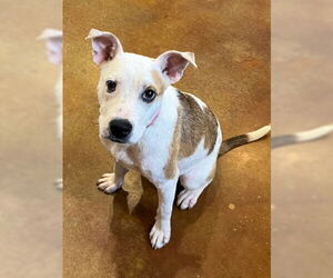 Staffordshire Bull Terrier-Unknown Mix Dogs for adoption in Mountain View, AR, USA