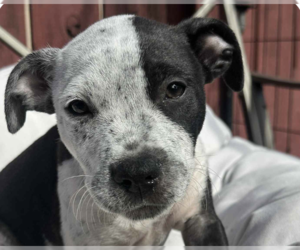 American Pit Bull Terrier-Unknown Mix Dogs for adoption in San Ramon, CA, USA