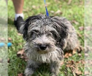 Labrador Retriever-Unknown Mix Dogs for adoption in Yardley, PA, USA