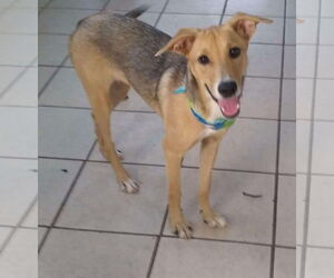Labrador Retriever-Unknown Mix Dogs for adoption in Virginia Beach, VA, USA