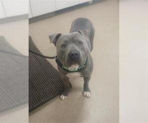 American Pit Bull Terrier Dogs for adoption in Santa Maria, CA, USA