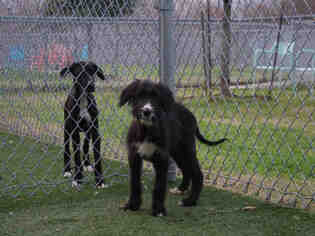 Medium Photo #1 Lab-Pointer Puppy For Sale in Texas City, TX, USA