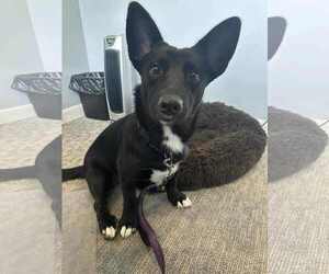 Pembroke Welsh Corgi-Unknown Mix Dogs for adoption in Middlesex, VT, USA
