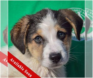Australian Shepherd-Red Heeler Mix Dogs for adoption in Huntley, IL, USA