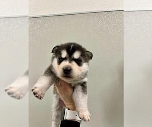 Siberian Husky-Unknown Mix Dogs for adoption in Tracy, CA, USA