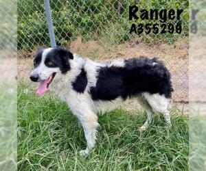 Border Collie Dogs for adoption in Conroe, TX, USA