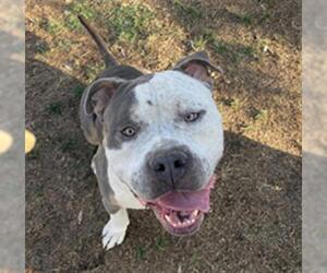 American Pit Bull Terrier Dogs for adoption in Bakersfield, CA, USA