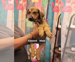 American Pit Bull Terrier-Unknown Mix Dogs for adoption in Evansville, IN, USA