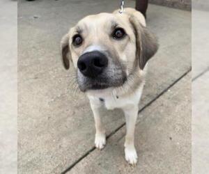 Labrador Retriever Dogs for adoption in Opelika, AL, USA