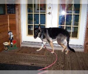 German Shepherd Dog Dogs for adoption in Dunnellon, FL, USA