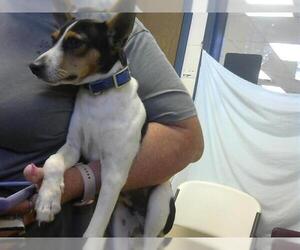 Chihuahua-Unknown Mix Dogs for adoption in Fort Wayne, IN, USA