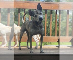 Carolina Dog-Unknown Mix Dogs for adoption in Jefferson, NJ, USA