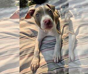 American Pit Bull Terrier-Unknown Mix Dogs for adoption in Clarkston, MI, USA
