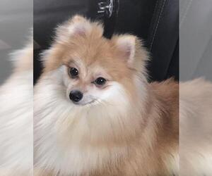 Pomeranian Dogs for adoption in Irvine, CA, USA