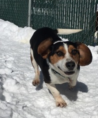 Jack-A-Bee Dogs for adoption in Orleans, VT, USA