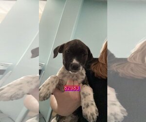German Shorthaired Pointer Dogs for adoption in Chico, CA, USA