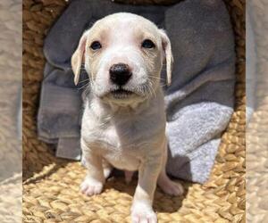 Chihuahua-Unknown Mix Dogs for adoption in San Diego, CA, USA