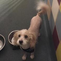 Poodle (Miniature) Dogs for adoption in Austin, TX, USA
