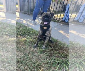 Chug Dogs for adoption in Tustin, CA, USA