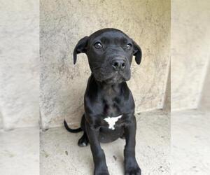 American Pit Bull Terrier-Unknown Mix Dogs for adoption in Oklahoma City, OK, USA