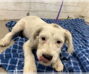 Mutt Dogs for adoption in San Bernardino, CA, USA