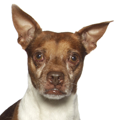 Medium Photo #1 Beagle-Unknown Mix Puppy For Sale in Oakland Park, FL, USA