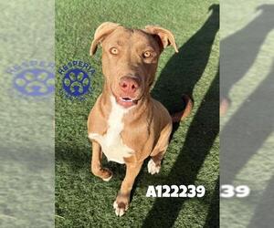 Labrador Retriever-Unknown Mix Dogs for adoption in HESPERIA, CA, USA