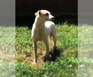 Mutt Dogs for adoption in byhalia, MS, USA
