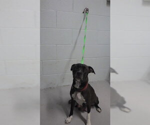 Mutt Dogs for adoption in Augusta, GA, USA