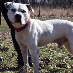 American Pit Bull Terrier-Unknown Mix Dogs for adoption in Warminster, PA, USA