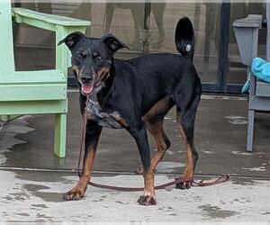 Doberman Pinscher-Unknown Mix Dogs for adoption in Denver, CO, USA