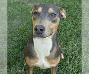 Catahoula Leopard Dog-Doberman Pinscher Mix Dogs for adoption in Magnolia Springs, AL, USA