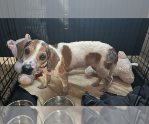 Beagle Dogs for adoption in Tampa, FL, USA