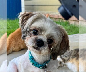 Shih Tzu Dogs for adoption in Claremore, OK, USA