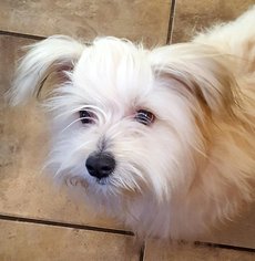 Havanese Dogs for adoption in Colorado Springs , CO, USA